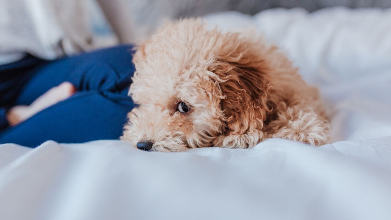 Heute.at - Tierschutz Austria wollte Balkon-Welpen zu sich holen