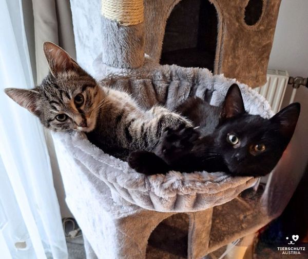 Smokey und Sven, zwei Mitglieder der 