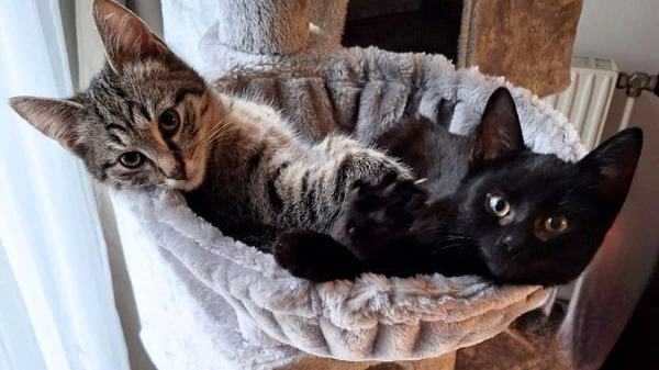 Smokey und Sven, zwei Mitglieder der "Kofferbaby-Bande"haben bereits ein neues Zuhause gefunden.