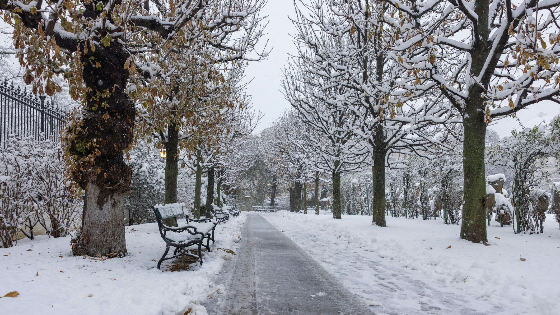 A snow covered alley with benches in a park in Vienna in winter