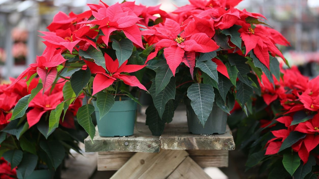 Christmas Poinsettia