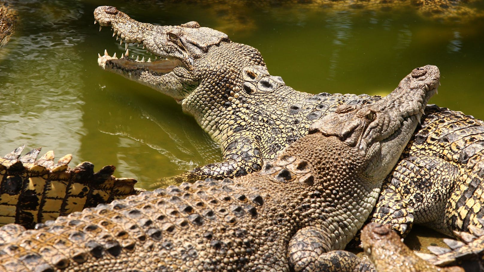 Romantisches Krokodil – Männchen singen sogar verliebt