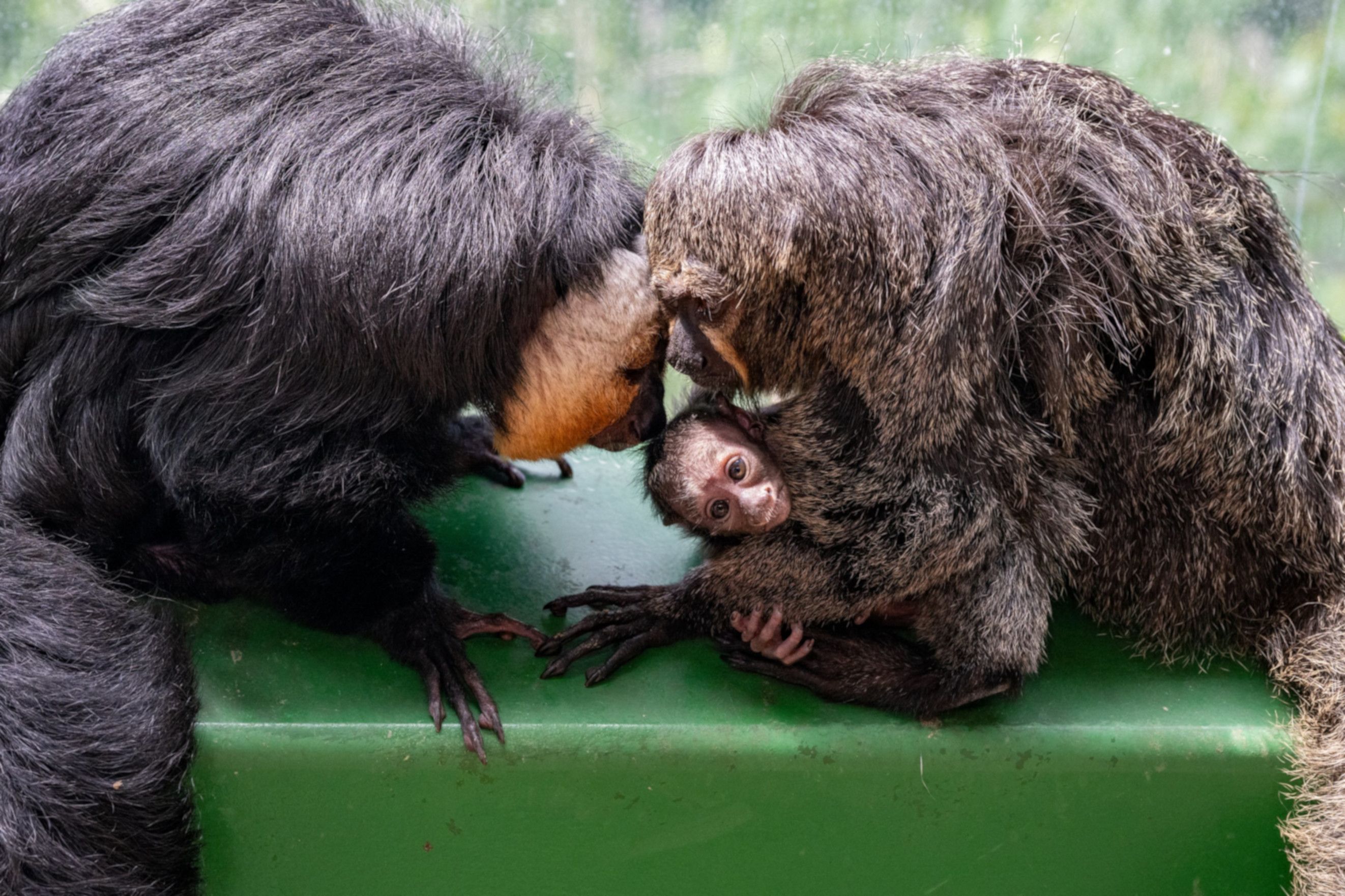 Eine kuschlige Saki-Familie mit ihrem süßen Baby. Auch sie wohnen im Haus des Meeres und können von den Gästen besucht werden