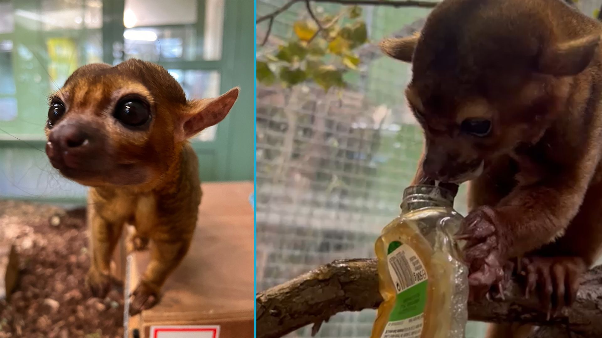 Gleich drei Wickelbären werden jetzt von Tierschutz Austria versorgt.