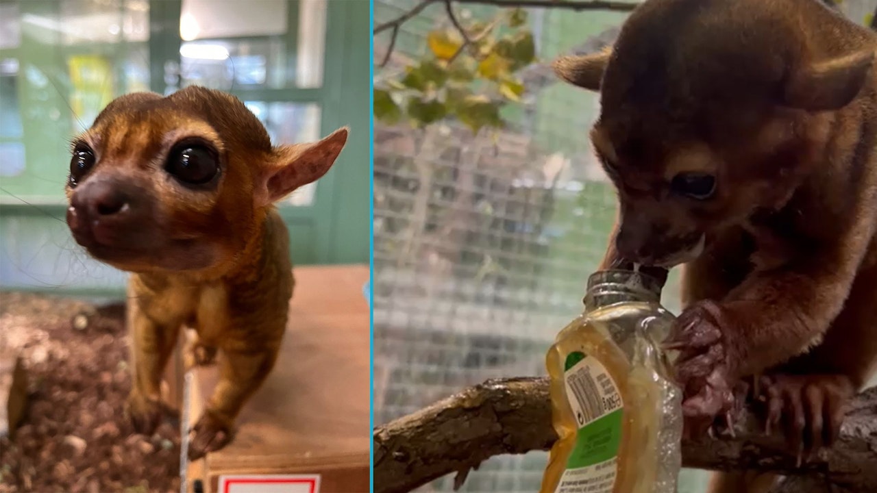 Heute.at - Tierschutz Austria wird täglich um den Finger gewickelt