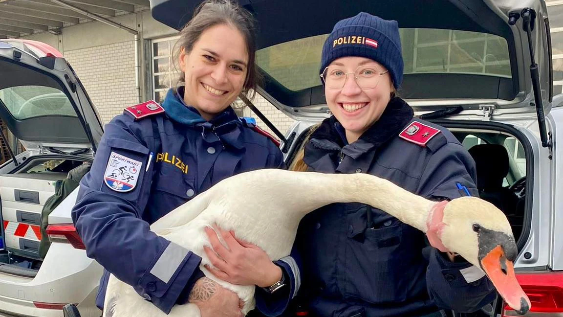 Der Schwan mit seinen Retterinnen Sabrina und Stefanie von der Polizei Schärding