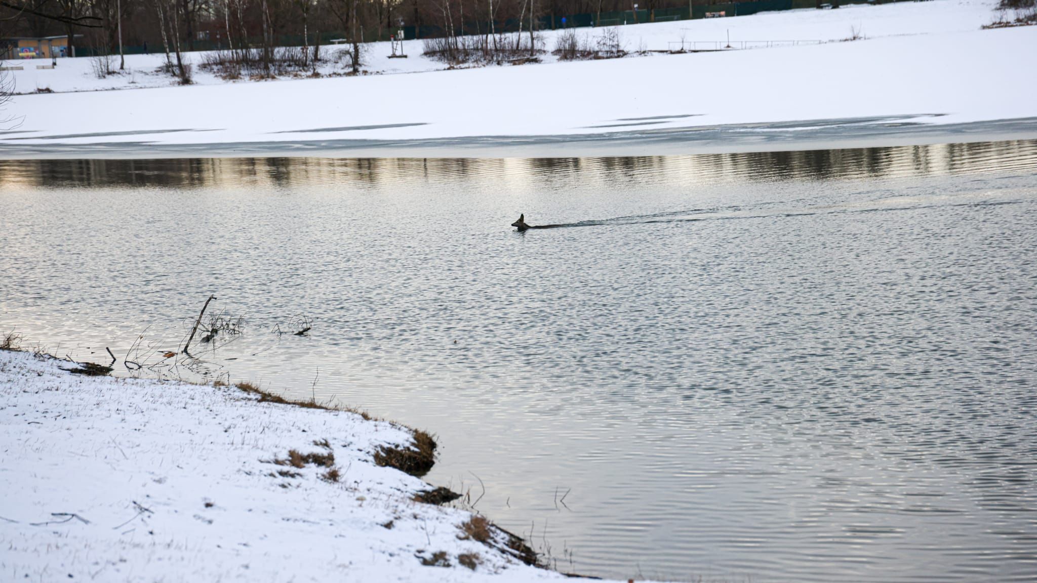 Brrrr! Bei eiskalten Temperaturen schwimmt ein Reh im Pleschinger See.