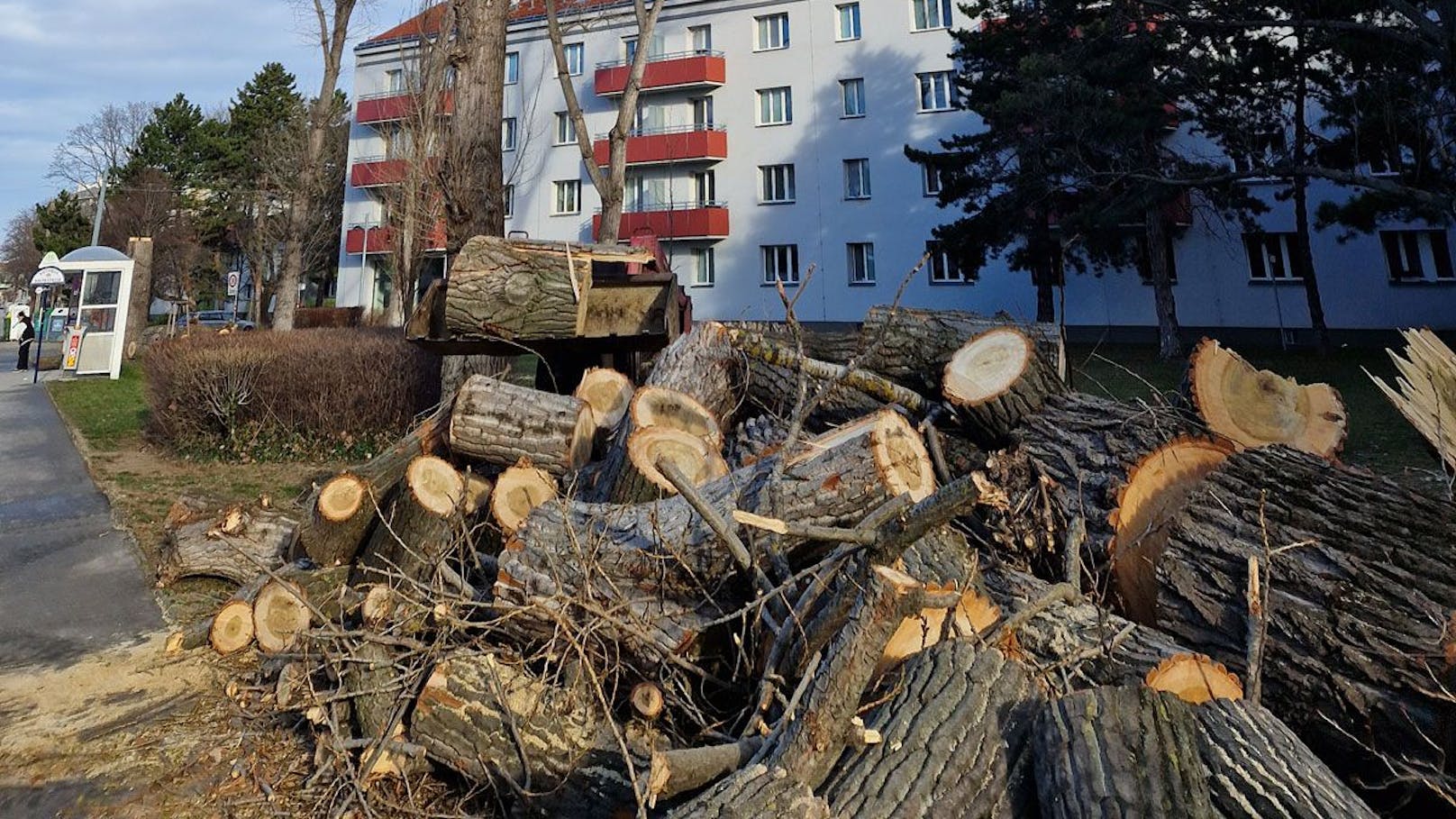 Von den drei Baumriesen blieb in Wien-Floridsdorf nur ein Haufen Brennholz übrig.