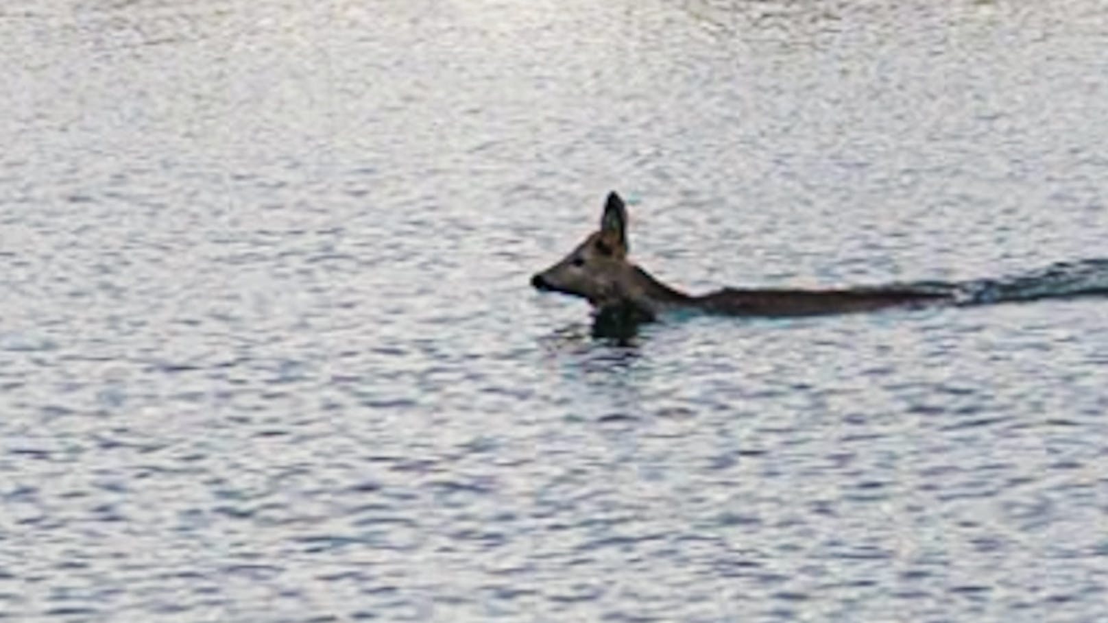 Ein Linzer konnte seinen Augen nicht trauen, als er im Pleschinger See ein schwimmendes Reh beobachtete.