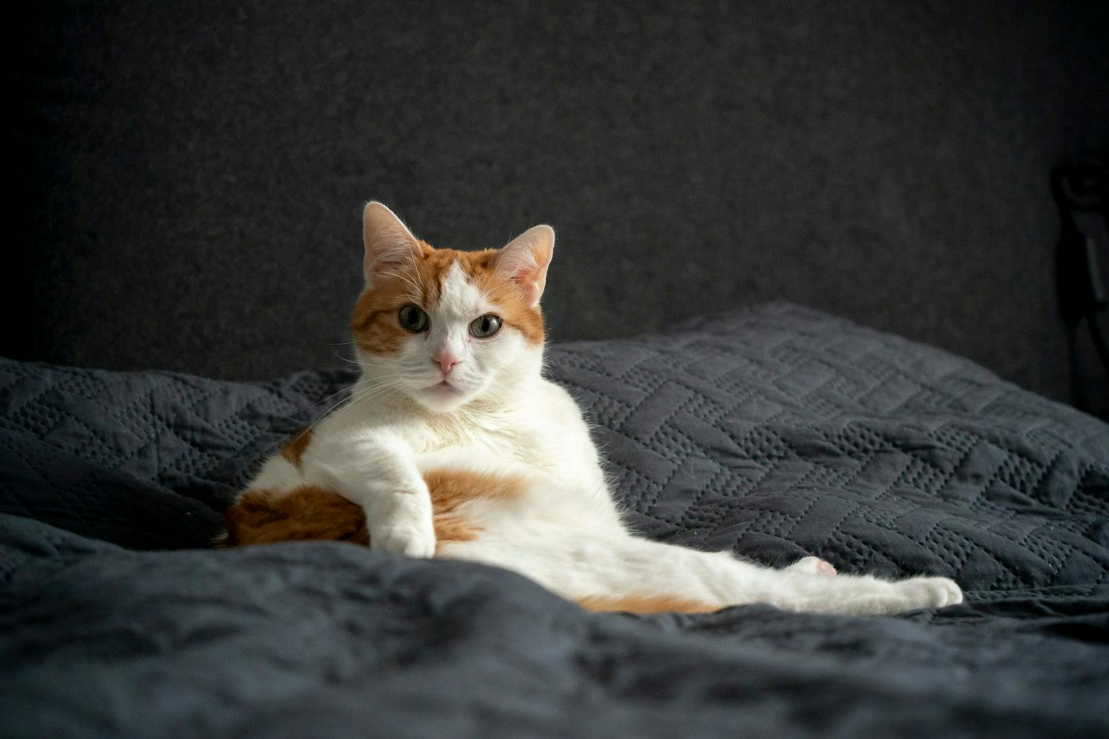 Ganz entspannt ist Katze Cookie, der hat am wenigsten Stress. Den machen die anderen beiden Katzen meistens unter sich aus