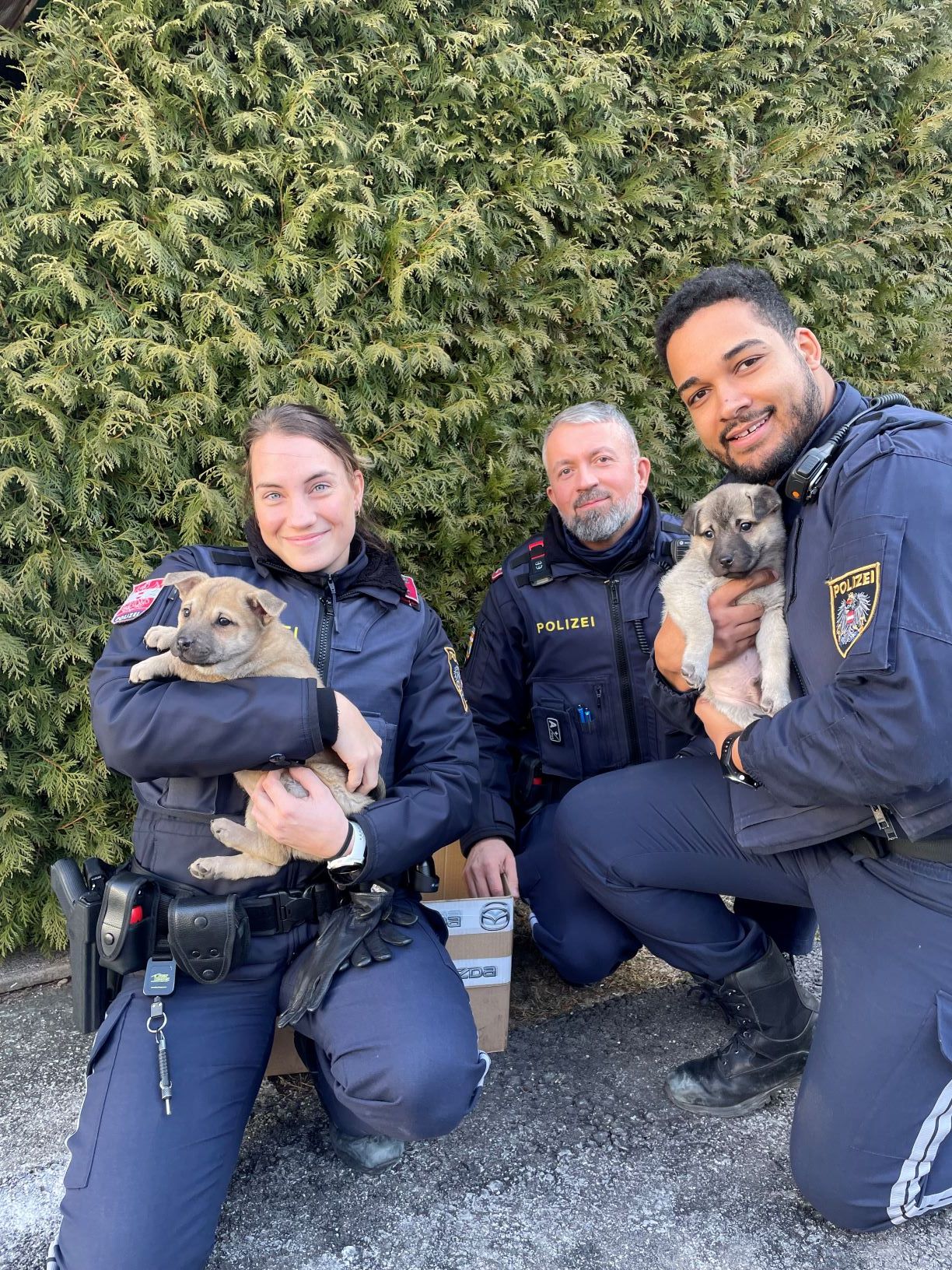 Welpen in Perchtoldsdorf