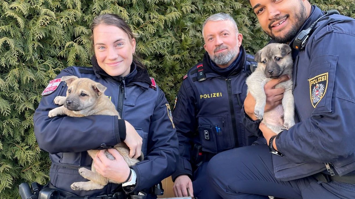 Welpen in Perchtoldsdorf