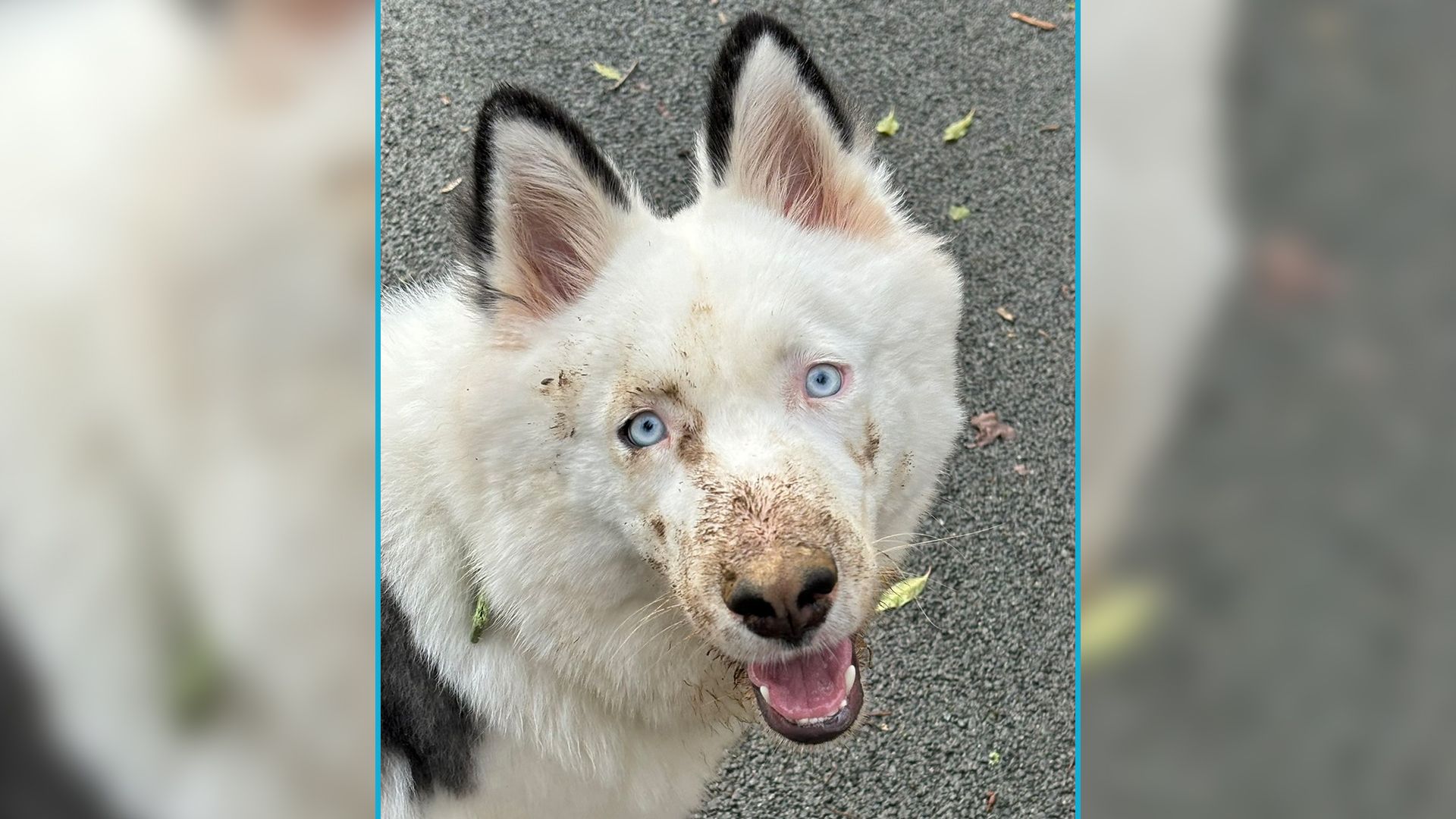 Der hübsche Laika-Rüde 