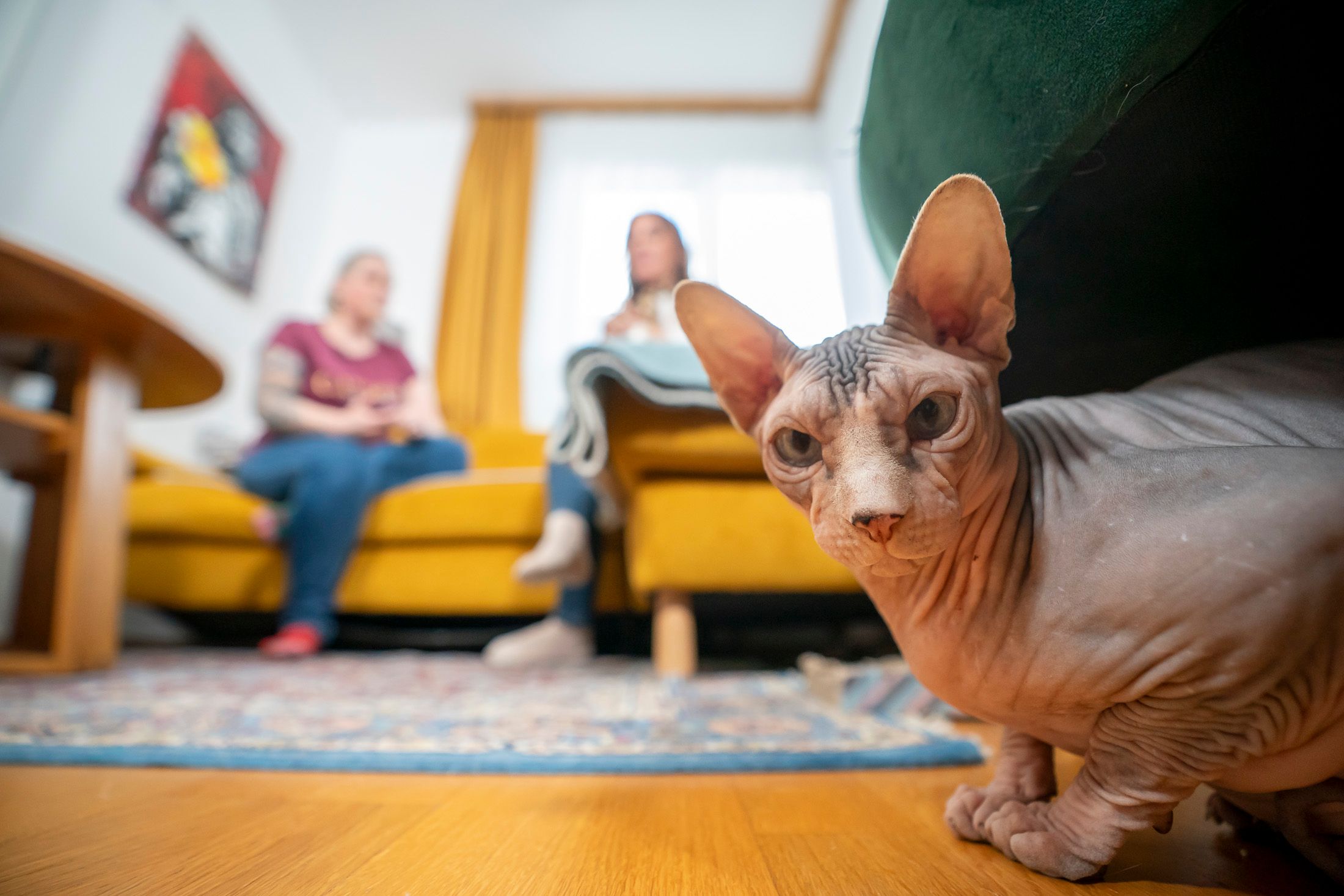 Are you talkin' to me? Der kleine Sky (7) hat es faustdick hinter den großen Ohren: Während er sein Frauchen verzaubert, provoziert er heimlich die anderen beiden Katzen im Haushalt, die schon vor ihm da waren. Das führt zu Kämpfen, Geschrei und Frust unter den Miezen. Nun hilft Katzencoach Petra Ott.
