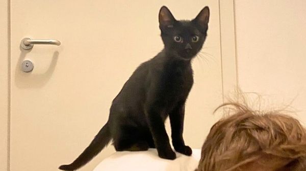 Katerchen "Teslo" hat nach einer spektakulären Tierrettung nun endlich ein Zuhause gefunden.