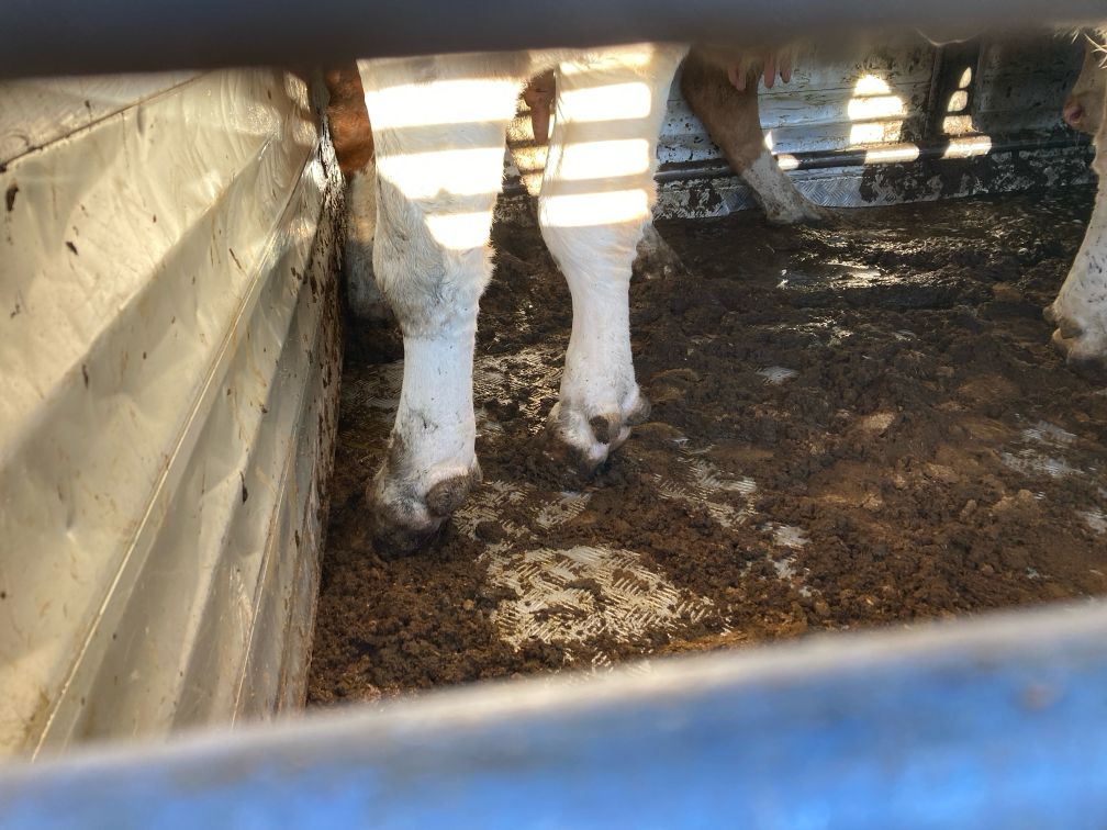 Im Zuge von Schwerpunktkontrollen hat die LPD Steiermark zuletzt mehrere Fahrzeuge aus dem Verkehr gezogen. 