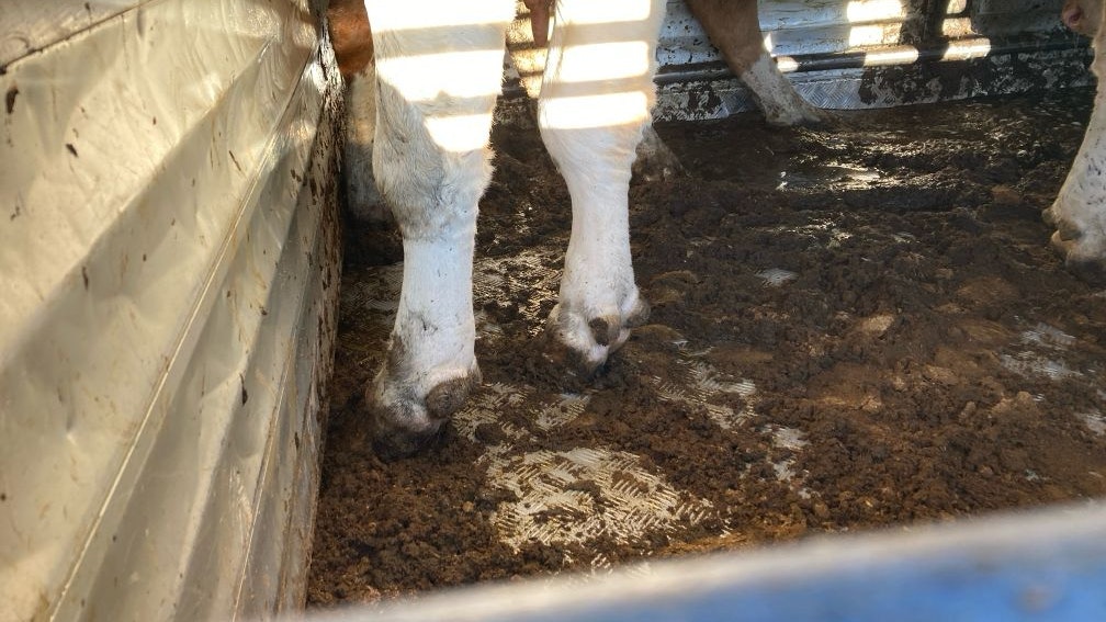 Im Zuge von Schwerpunktkontrollen hat die LPD Steiermark zuletzt mehrere Fahrzeuge aus dem Verkehr gezogen. 