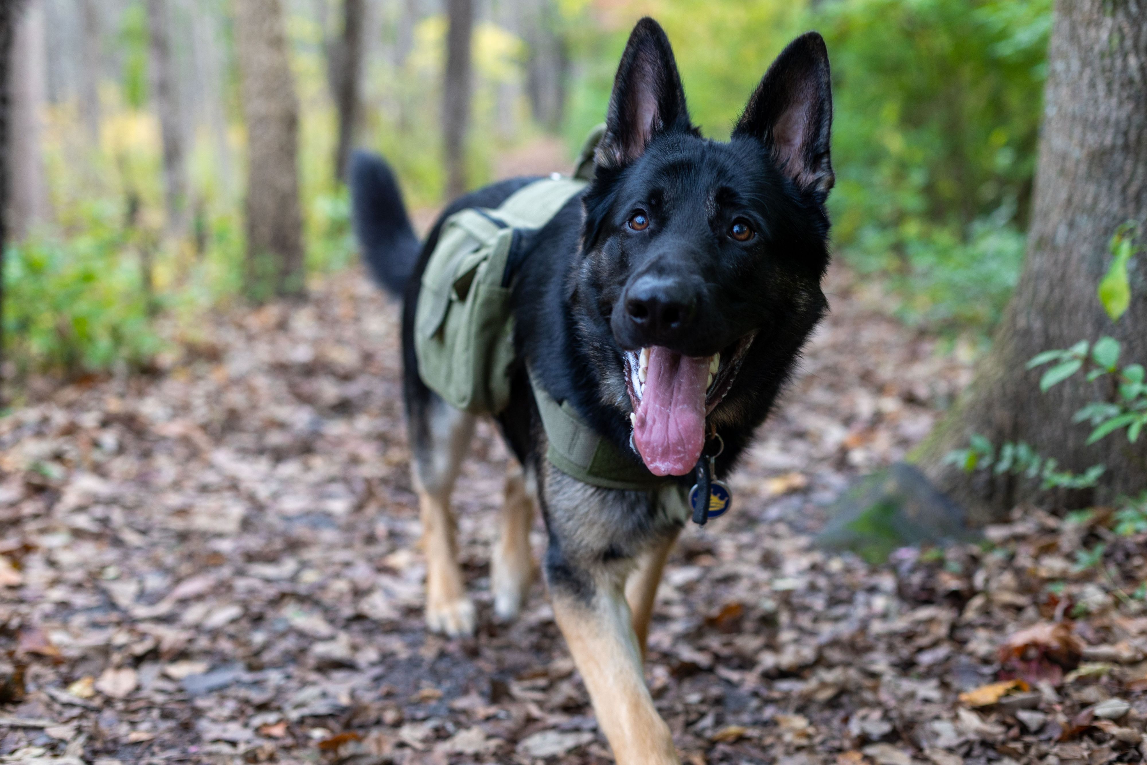 In Südtirol müssen Hundehalter gemäß einem seit dem 1. Januar geltenden Gesetz ihre Tiere genetisch registrieren lassen.