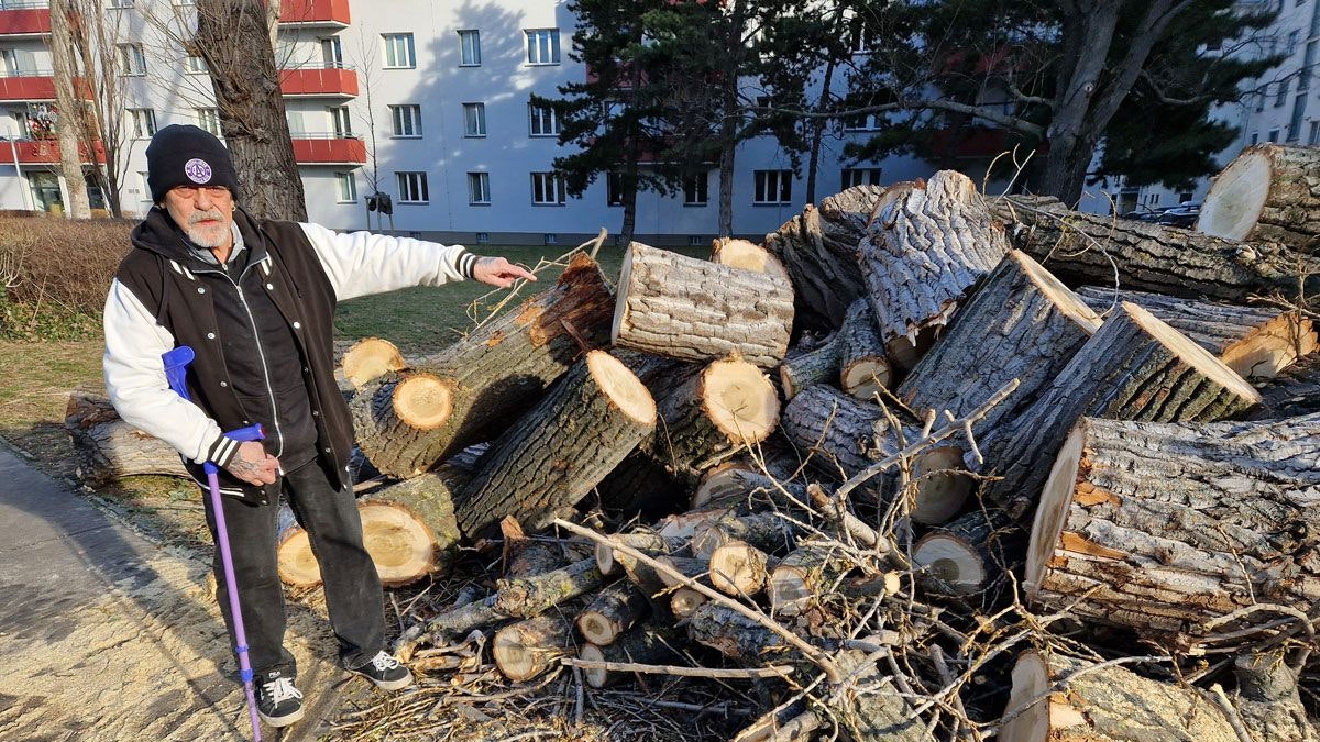 Bewohner vor den Resten der gefällten Baumriesen in Wien-Floridsdorf.