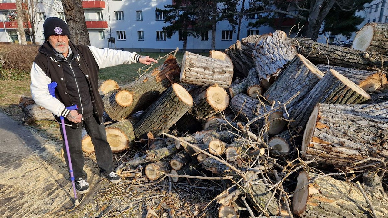 Heute.at - Baumriesen vor Gemeindebau gefällt – Bewohner verärgert