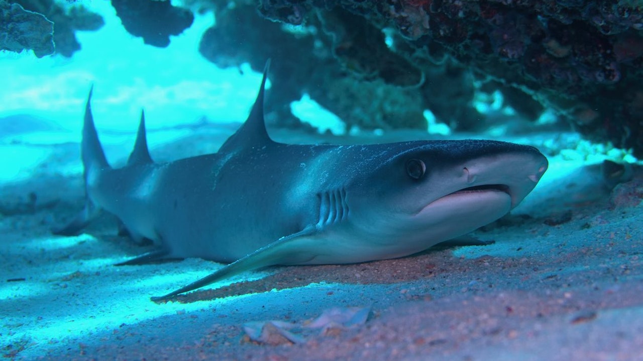 Heute.at - Das passiert wenn der Hai stirbt