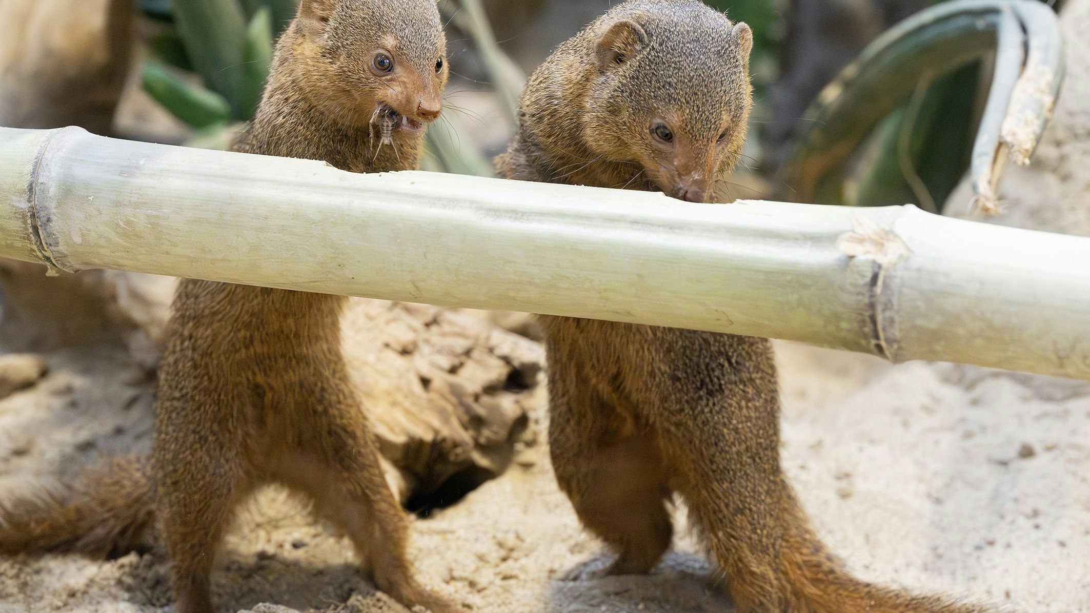Zwergmangusten auf der herausfordernden Futtersuche.