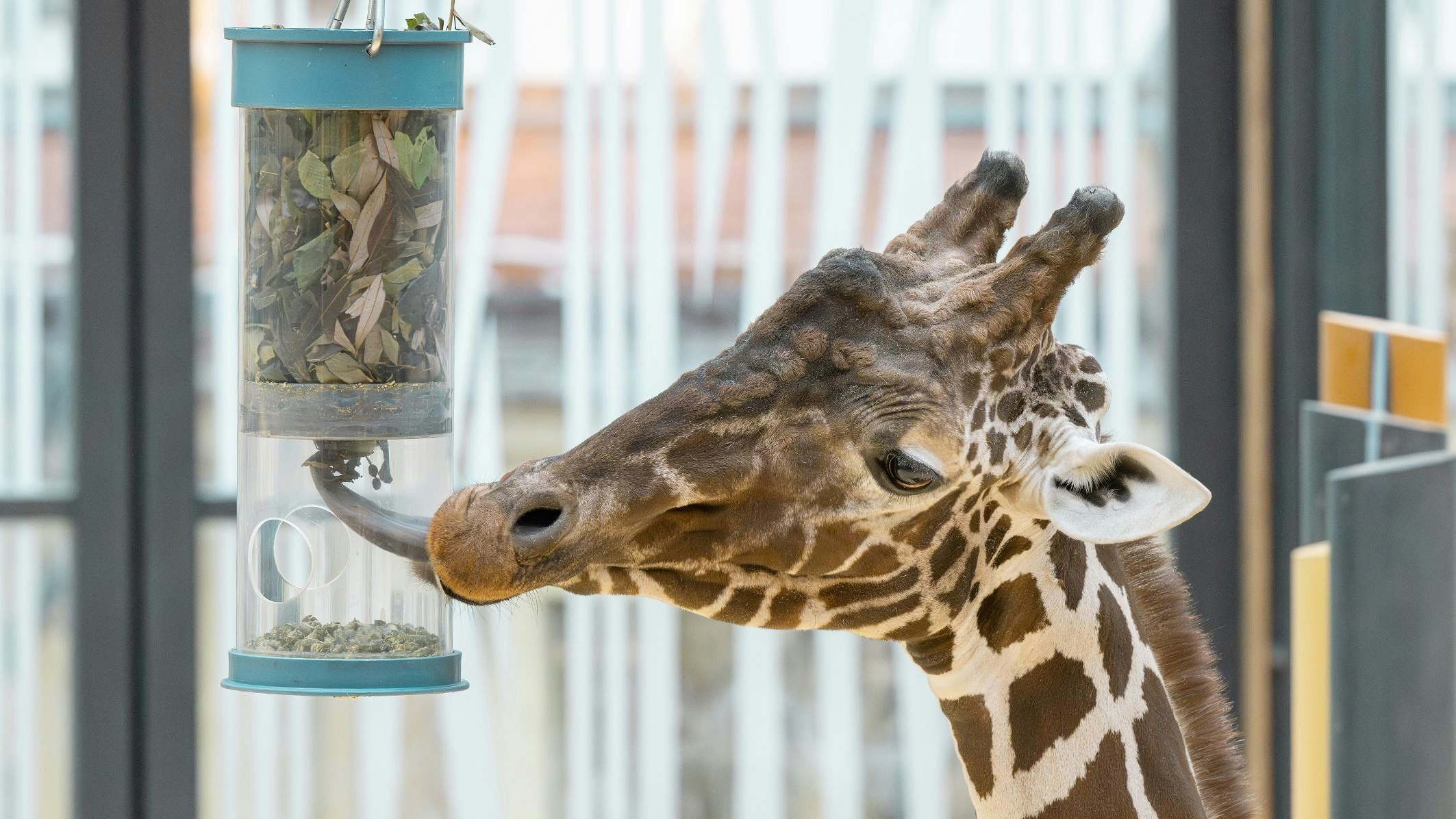Die Netzgiraffe nutzt ihre Zunge geschickt, um ans Futter zu kommen.
