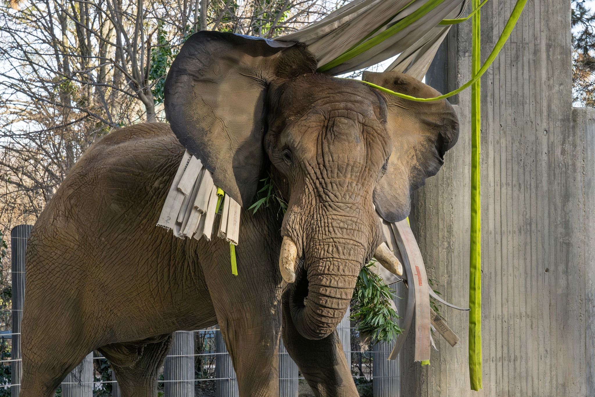 Die Elefanten freuten sich über die willkommene Abwechslung – die umgehend zweckentfremdet wurde.