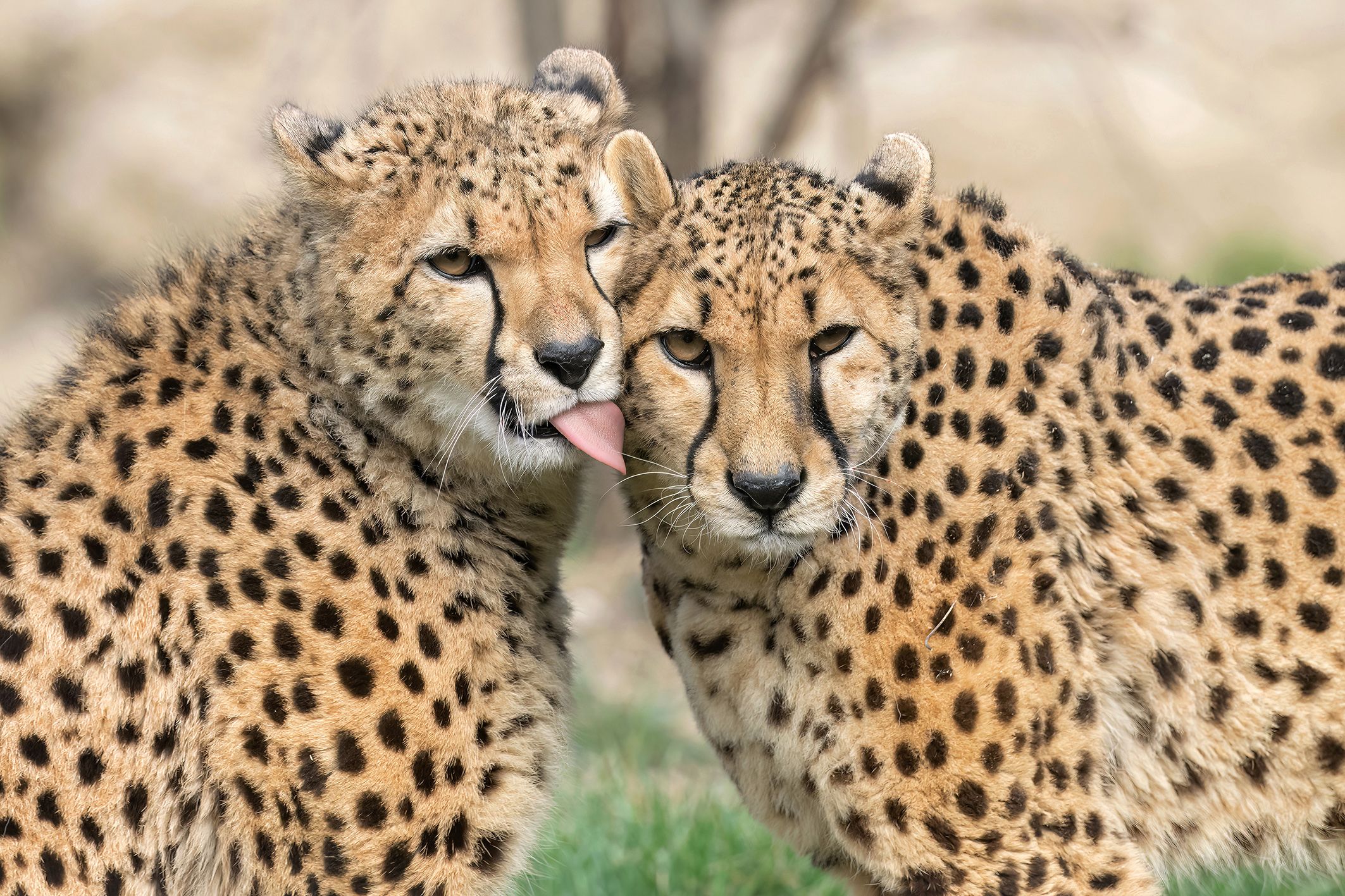 Die Geparde im Tiergarten Schönbrunn werden derzeit belauscht – und zwar im Namen der Wissenschaft.