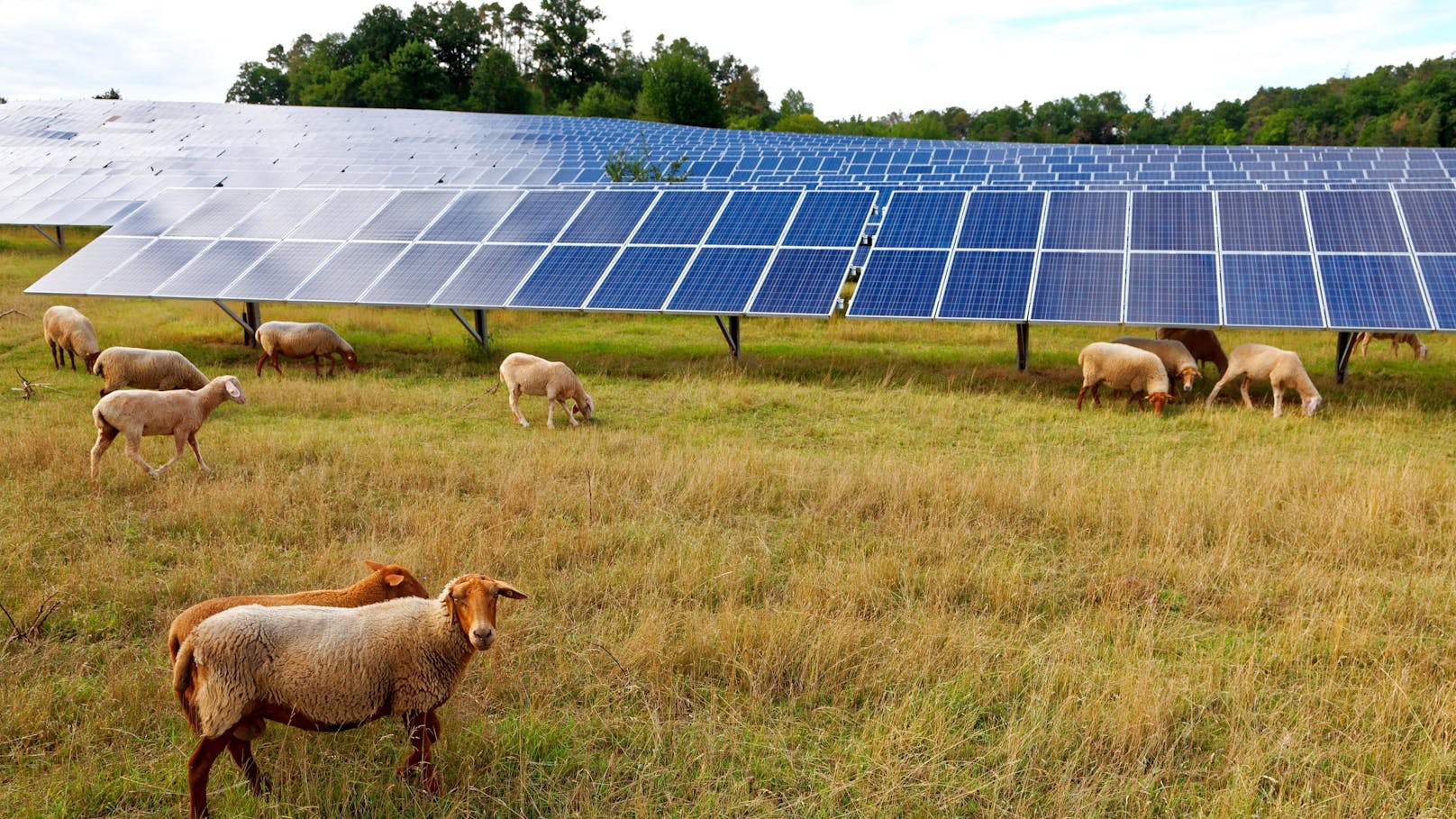Ärger über Photovoltaik-Anlage in Naturschutzgebiet