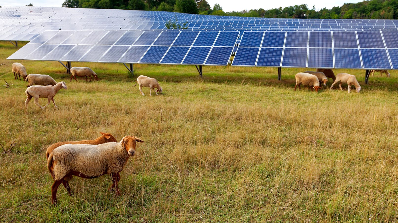 Ärger über Photovoltaik-Anlage in Naturschutzgebiet