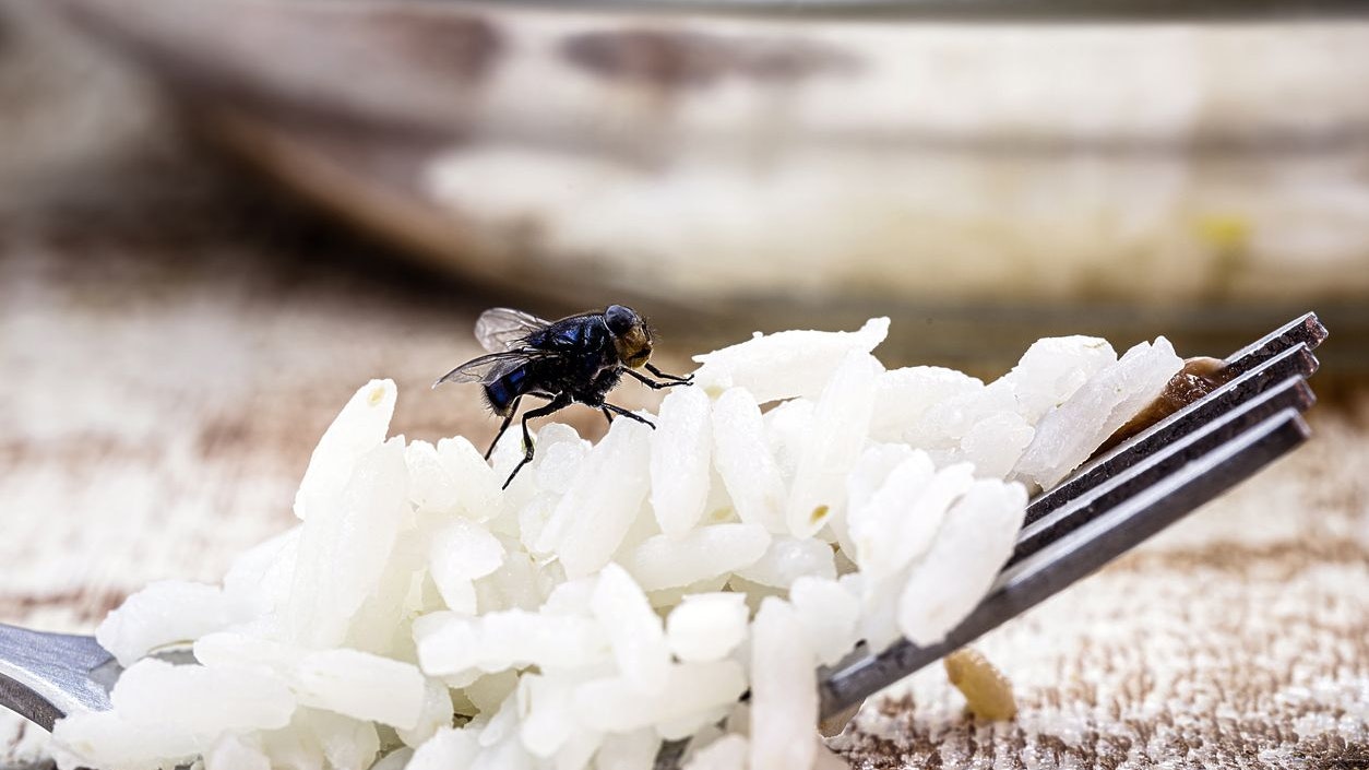 fly on fork, disgusting insect on food, indoor insect pest problem