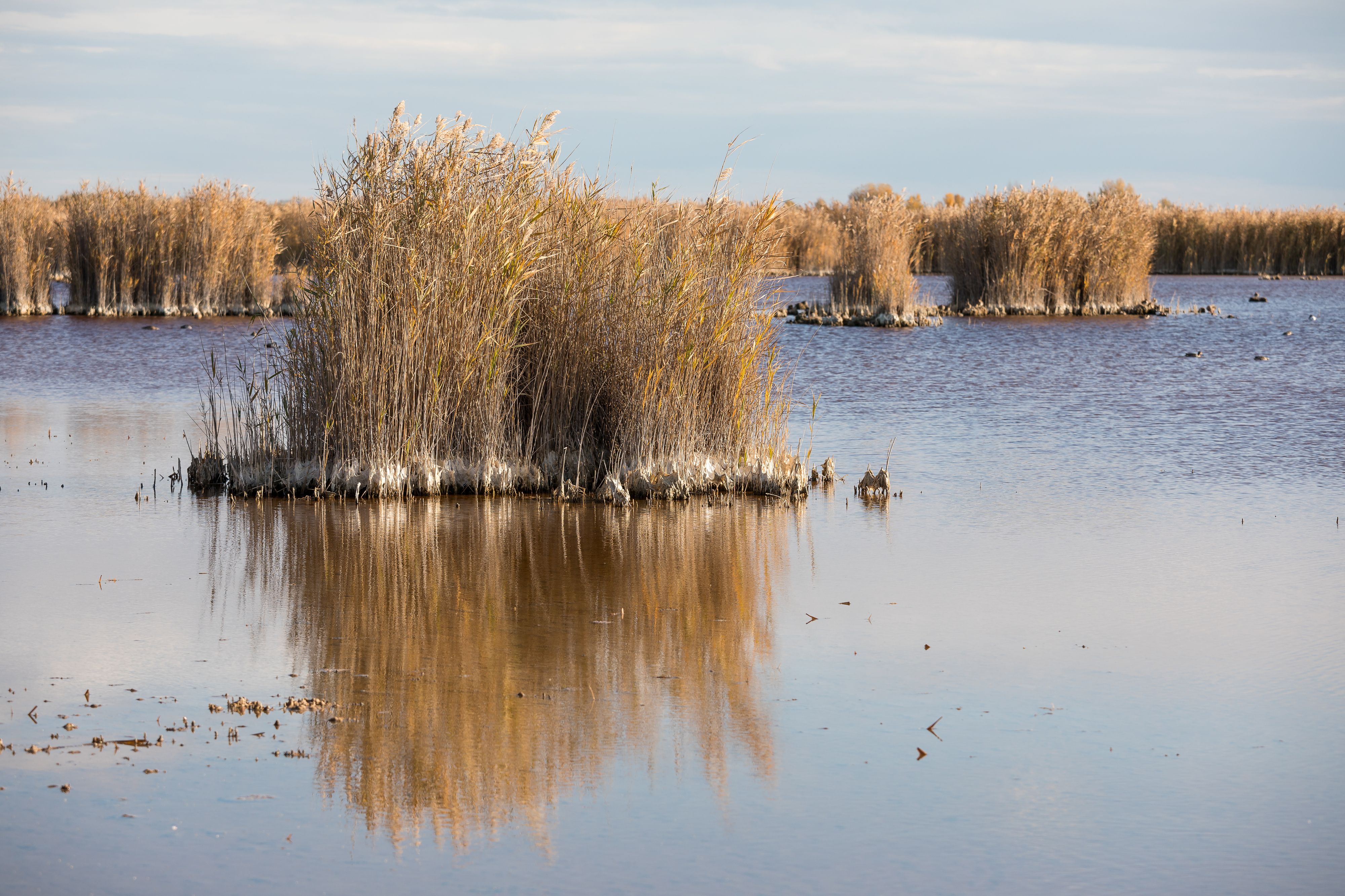 Wegen hoher Temperaturen ist der Neusiedler See derzeit sieben Grad wärmer als normalerweise um diese Jahreszeit.&nbsp;