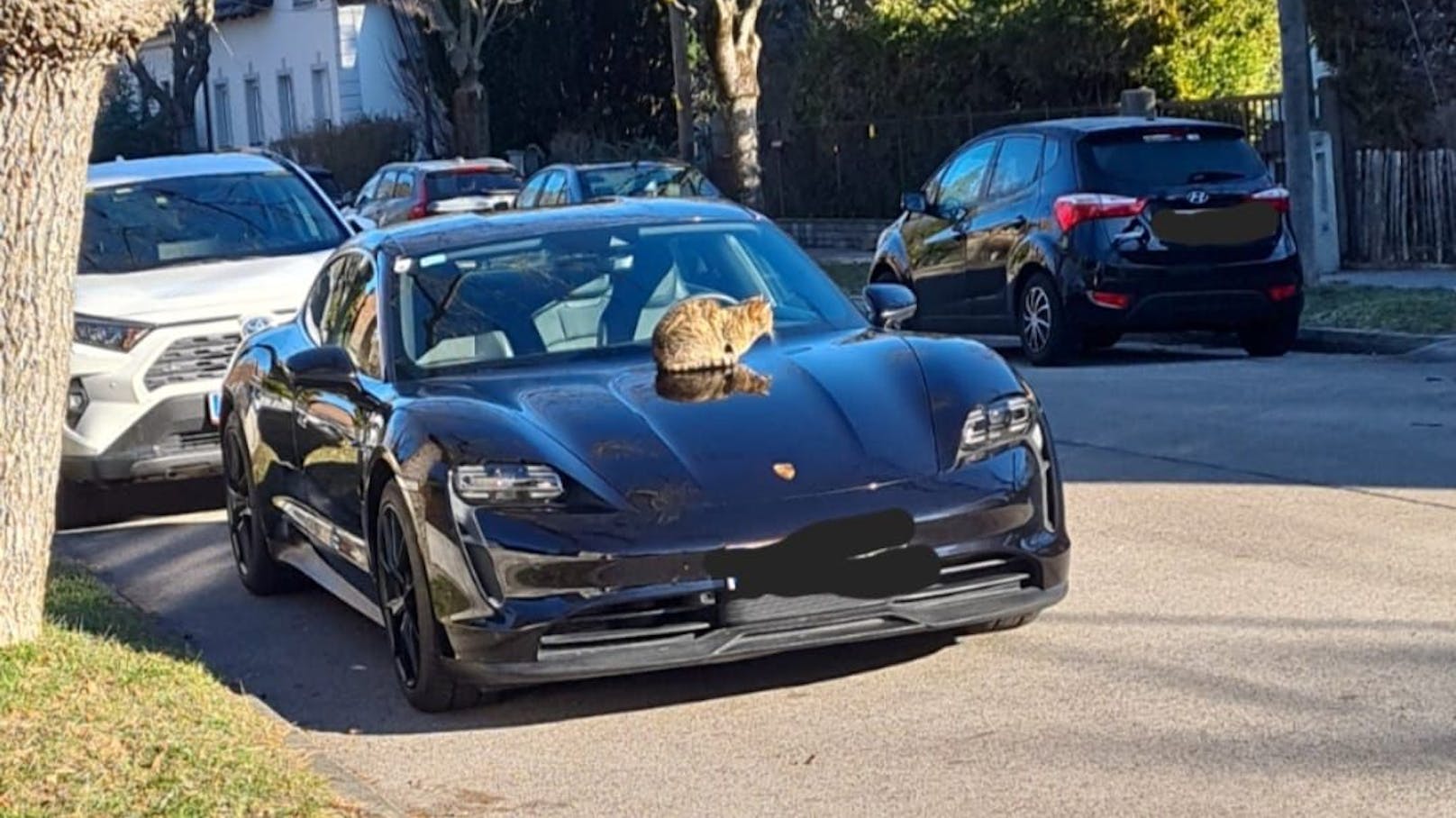 Kätzchen sonnt sich auf Luxus-Porsche in Floridsdorf