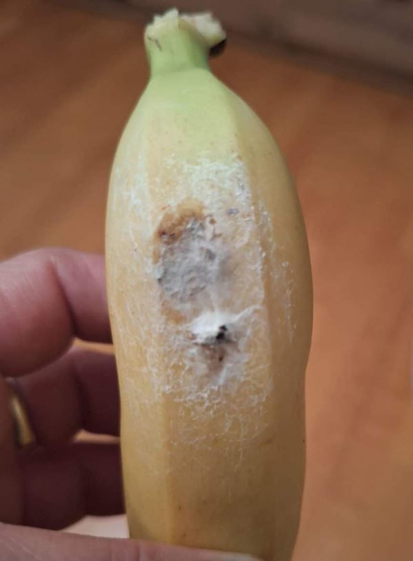 Auf den frisch gekauften Bananen fand eine Kundin (vermutlich) Spinneneier.