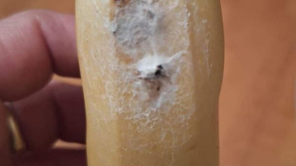 Auf den frisch gekauften Bananen fand eine Kundin (vermutlich) Spinneneier.