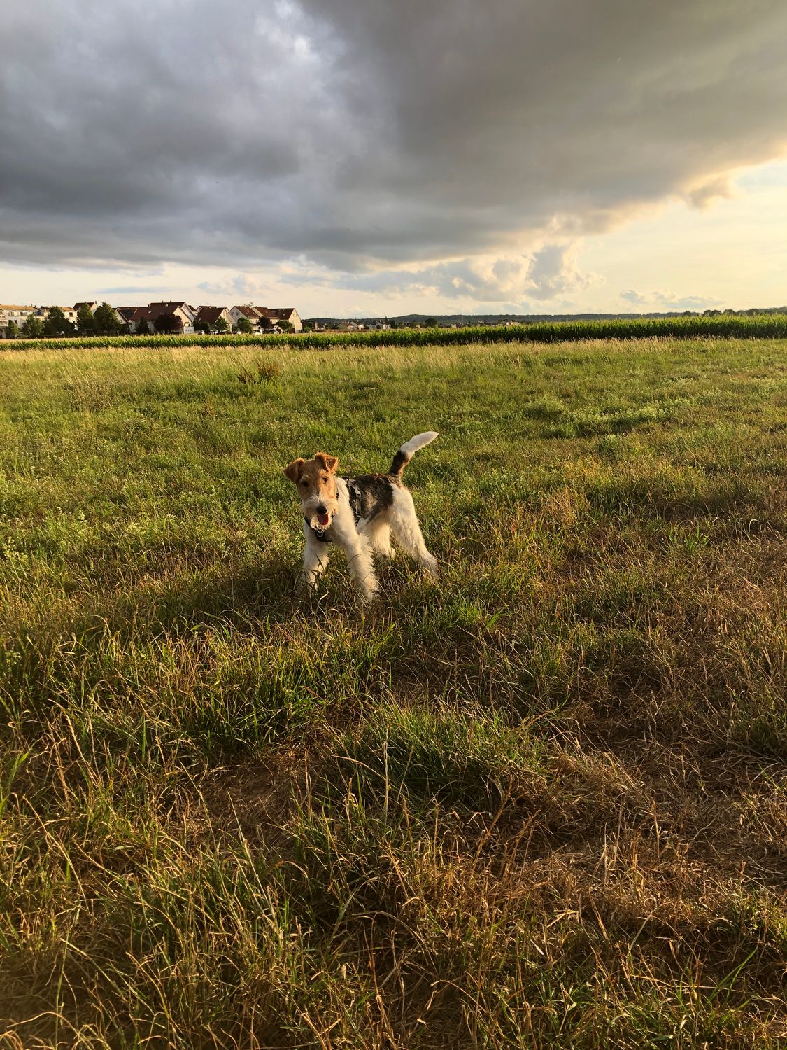 Bei dem Hund handelte es sich um einen Foxterrier.