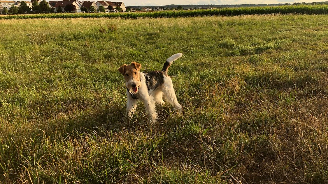 Der Hund hielt die Polizisten ordentlich auf Trab.