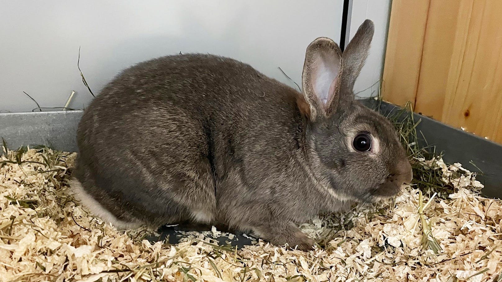 <strong>JUMBO:</strong> Das hübsche Kaninchen Jumbo (9 Monate) wurde freilaufend in einer Parkanlage gefunden und in Sicherheit gebracht.