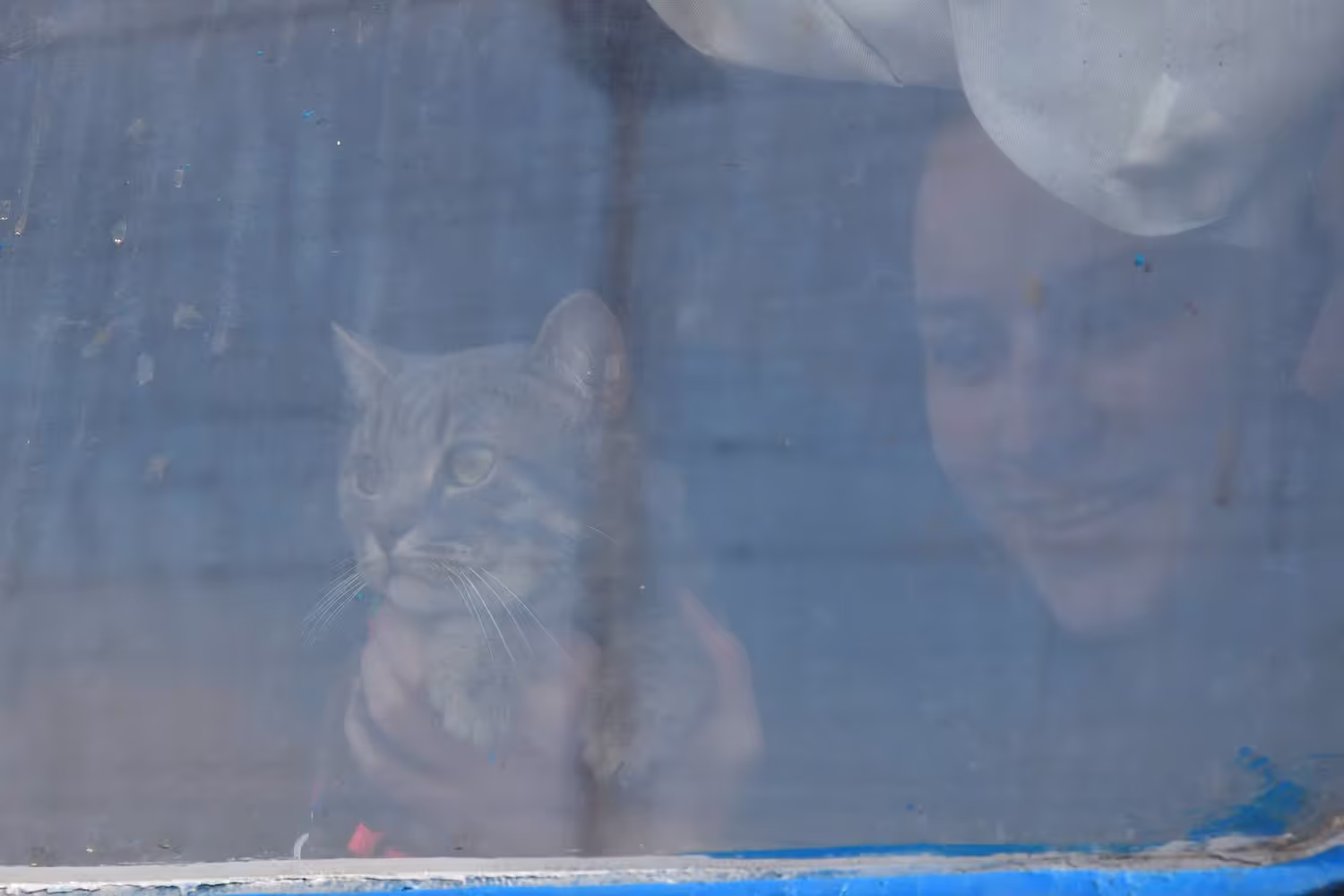 In Russland hat der Tod eines Hauskaters zu erheblichem Aufruhr geführt.