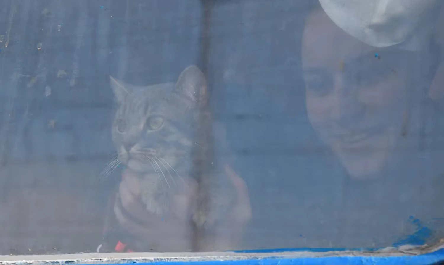 In Russland hat der Tod eines Hauskaters zu erheblichem Aufruhr geführt.