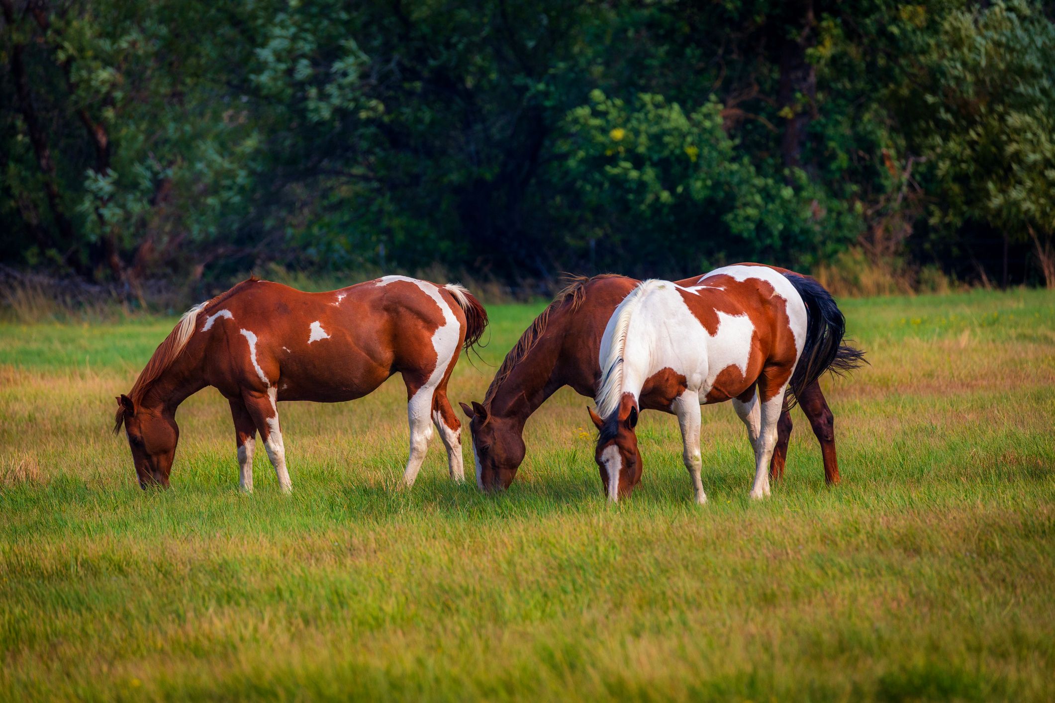 Das Mädchen wurde von einem Pferd am Kopf verletzt.