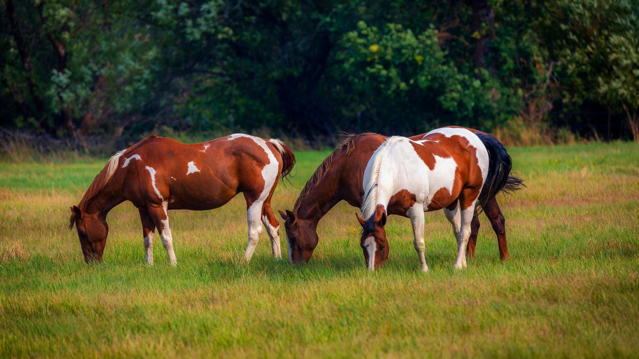 Das Mädchen wurde von einem Pferd am Kopf verletzt.