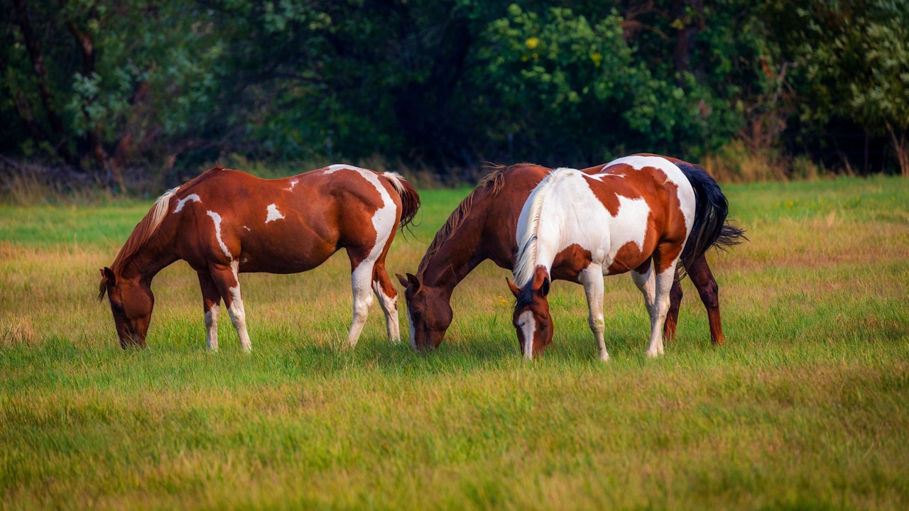 Heute.at - Pferd schlägt aus und trifft Mädchen (3) am Kopf