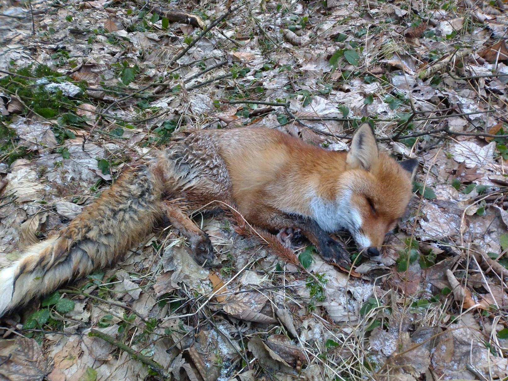 Der Fuchs hatte keine offensichtlichen Wunden.