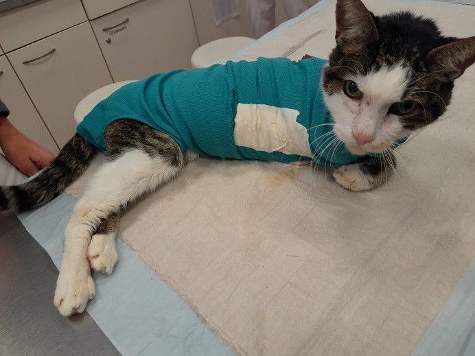 Die namenlose Katze befindet sich auf dem Weg der Besserung.