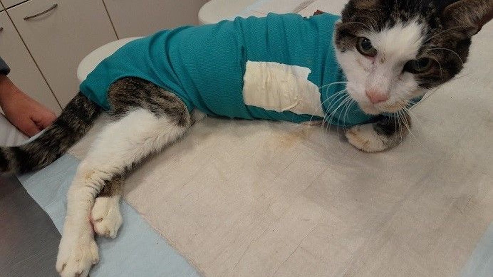 Katze mit halb verfaultem Bein in Wien ausgesetzt