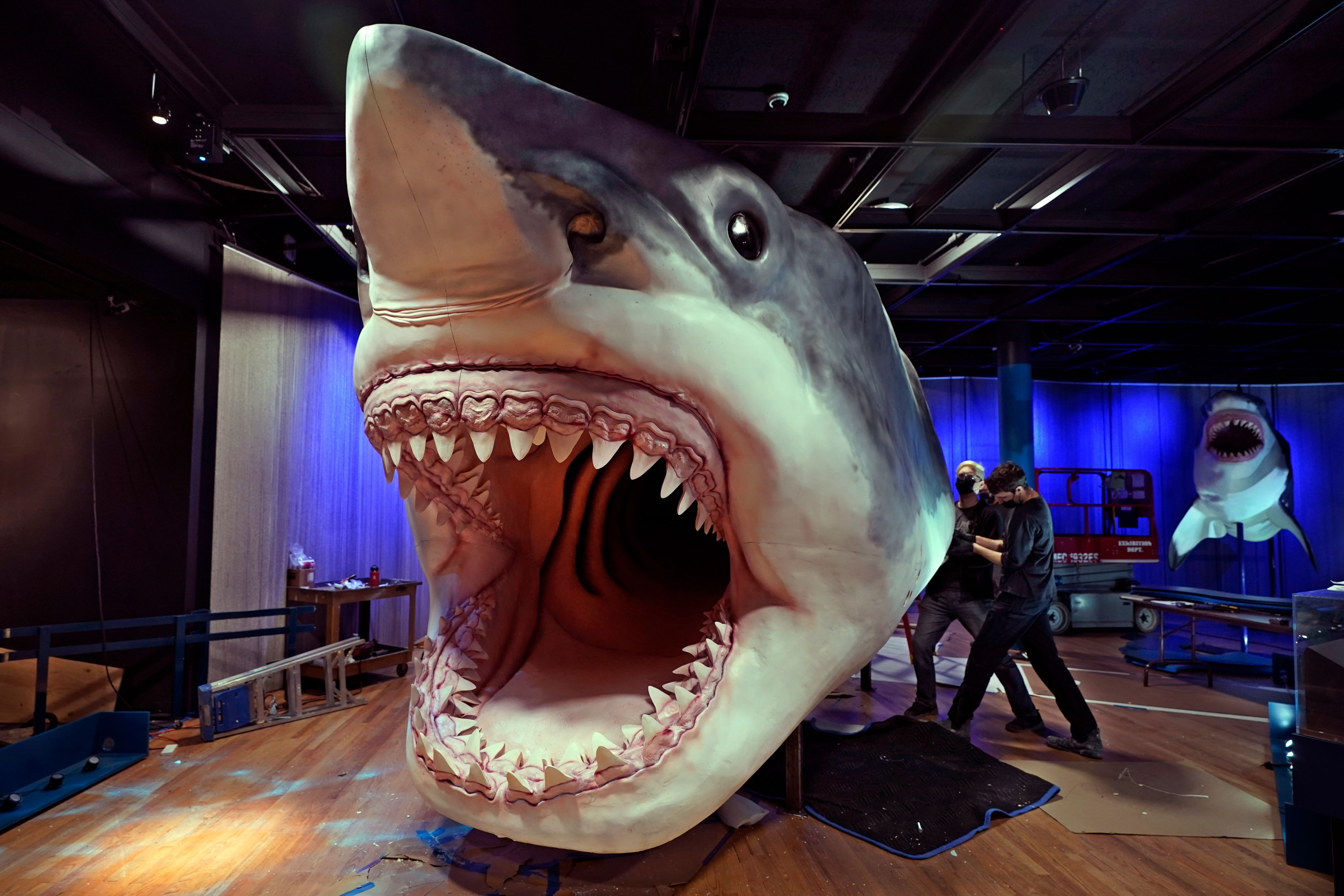 Der Ur-Hai Megalodon stand fast 12 Millionen Jahre lang unangefochten an der Spitze der Nahrungskette - trotzdem starb er aus.