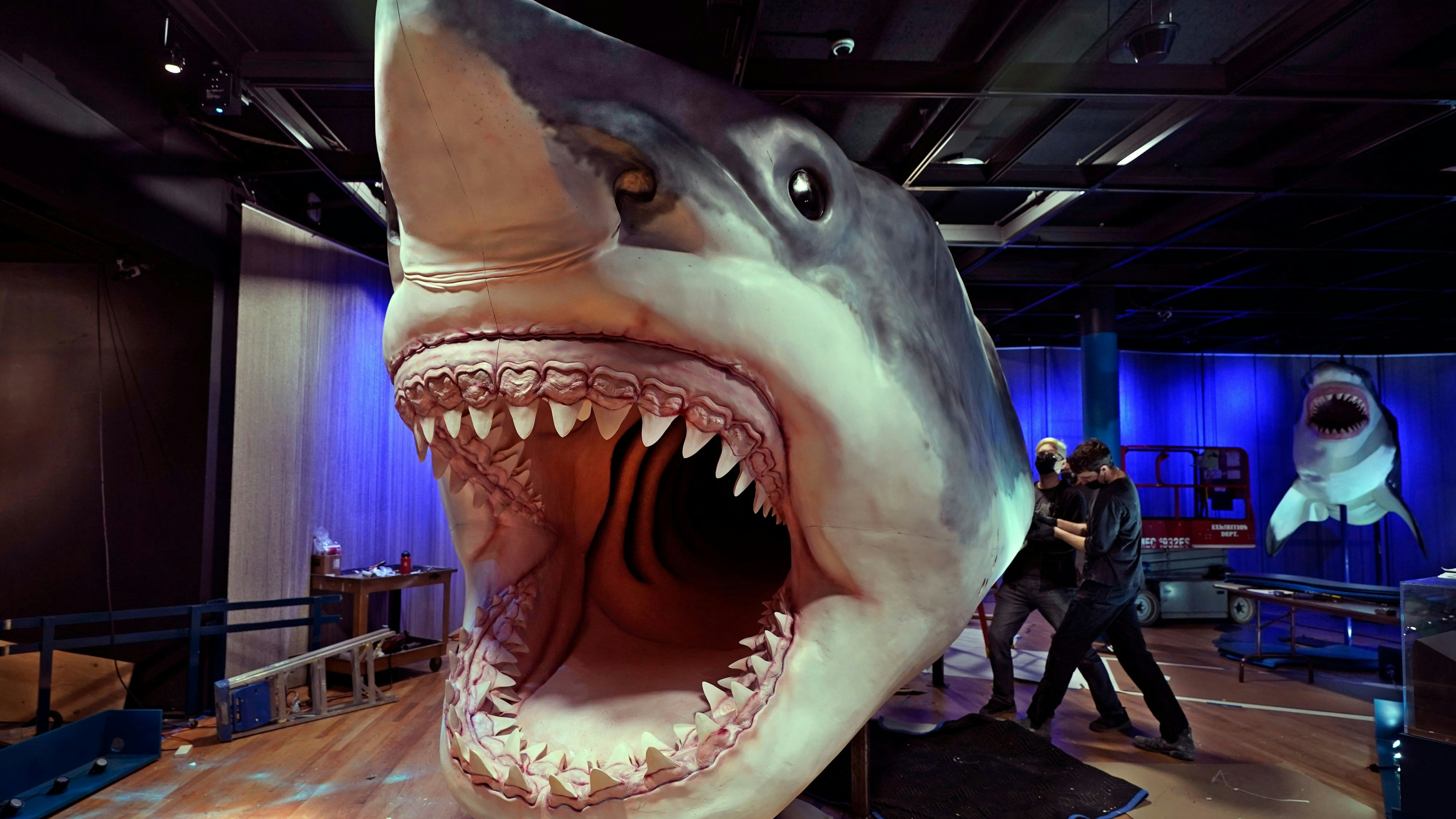 Download von www.picturedesk.com am 22.01.2024 (14:27).  Workers assemble a model of a megalodon shark at the American Museum of Natural History, in New York, Tuesday, Nov. 30, 2021. The hand-crafted model is 27-feet long, 10-feet tall and features over 130 3D-printed teeth based on authentic megalodon fossils. Known as the "T. rex of the seas," it's part of the museum's new exhibition "Sharks," opening December 15. (AP Photo/Richard Drew) - 20211130_PD7504 - Rechteinfo: Rights Managed (RM)