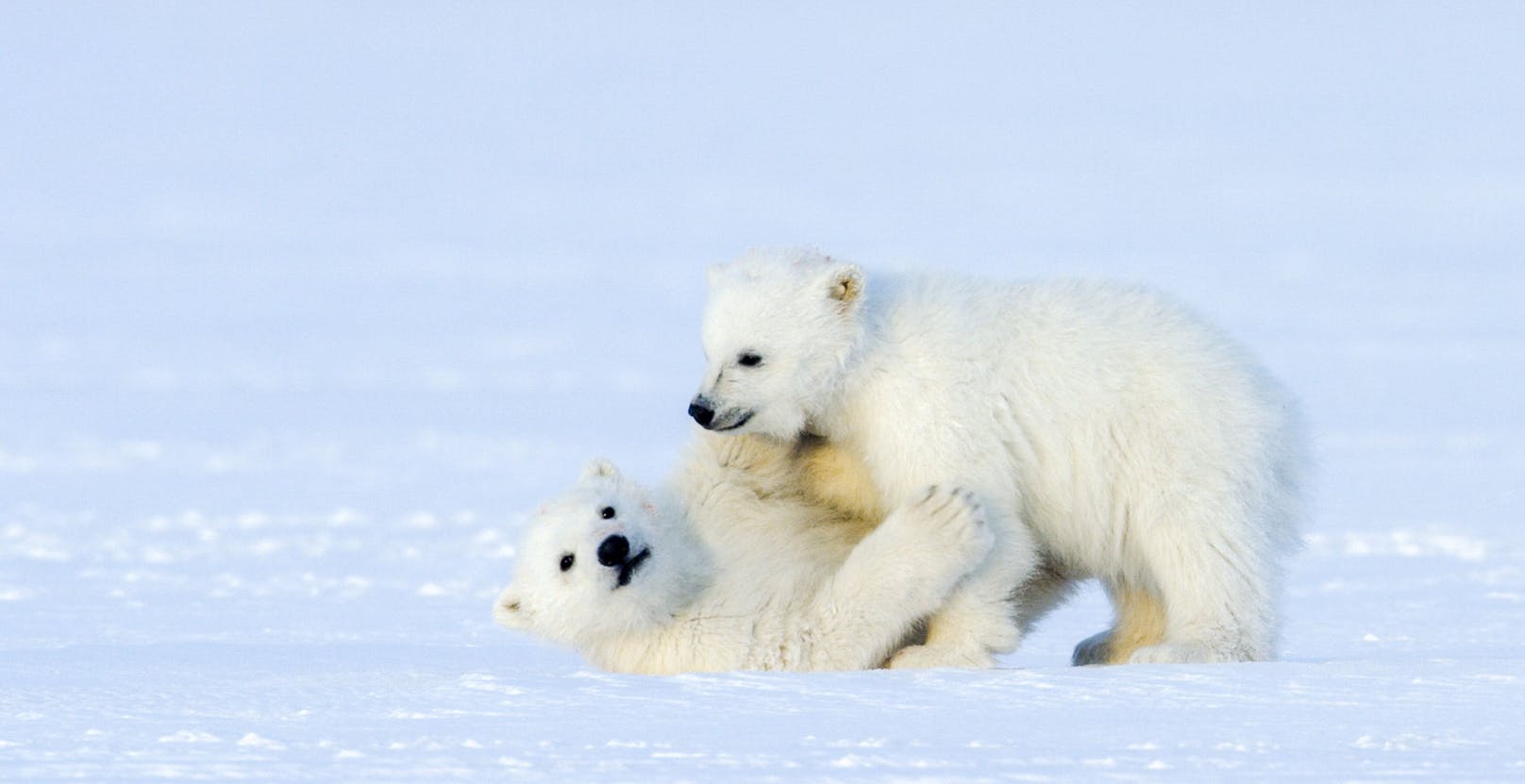 Geschwisterliebe: Im Spiel trainieren junge Eisbären ihre Muskeln und Geschicklichkeit.
